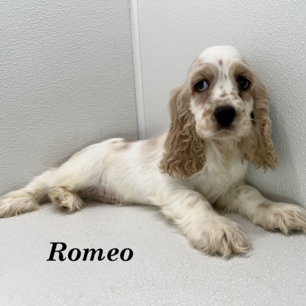 puppy, for, sale, Cocker Spaniel, Joe & Cherri  Overlease, dog, breeder, Miller, MO, dog-breeder, puppy-for-sale, forsale, nearby, find, puppyfind, locator, puppylocator, aca